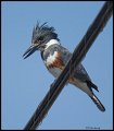 _3SB2458 belted kingfisher female
